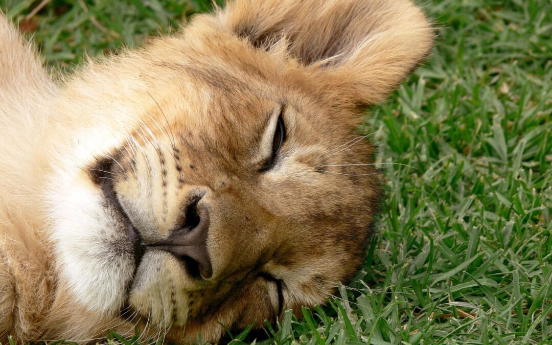 “Align With Your Stellar Path” – Unlock Your Inner Lion:…