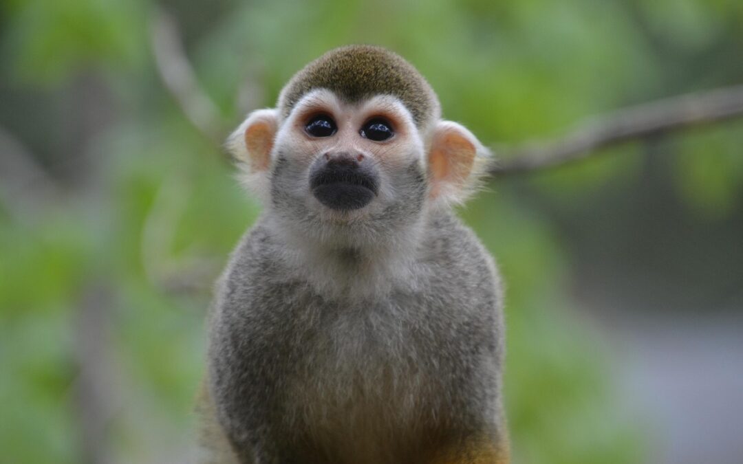 “Astrological Cosmic Journey Guide” | Unleash Your Inner Monkey: A…