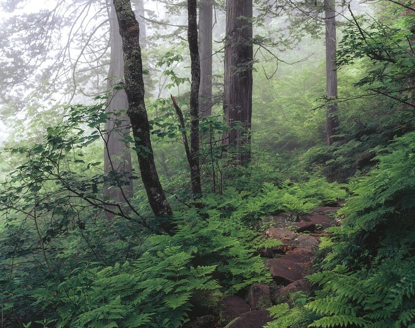 Astrological Path To Enlightenment » Unveiling Your Cosmic Journey: The…