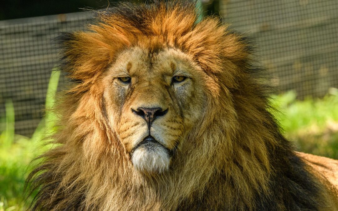 “Astrological Path To Enlightenment” » Embark On Your Leo Journey…