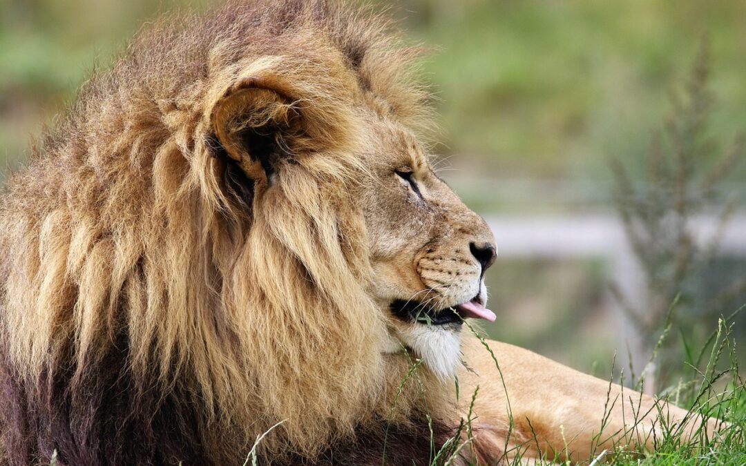 “Astrological Self-discovery Techniques” ~ Unleash Your Inner Lion: A Leo’s…