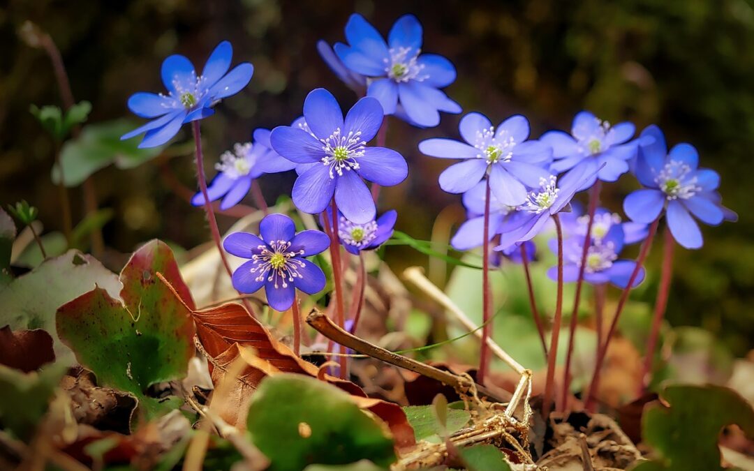 Astrology And Spiritual Growth – Unveiling The Secrets Of Your…