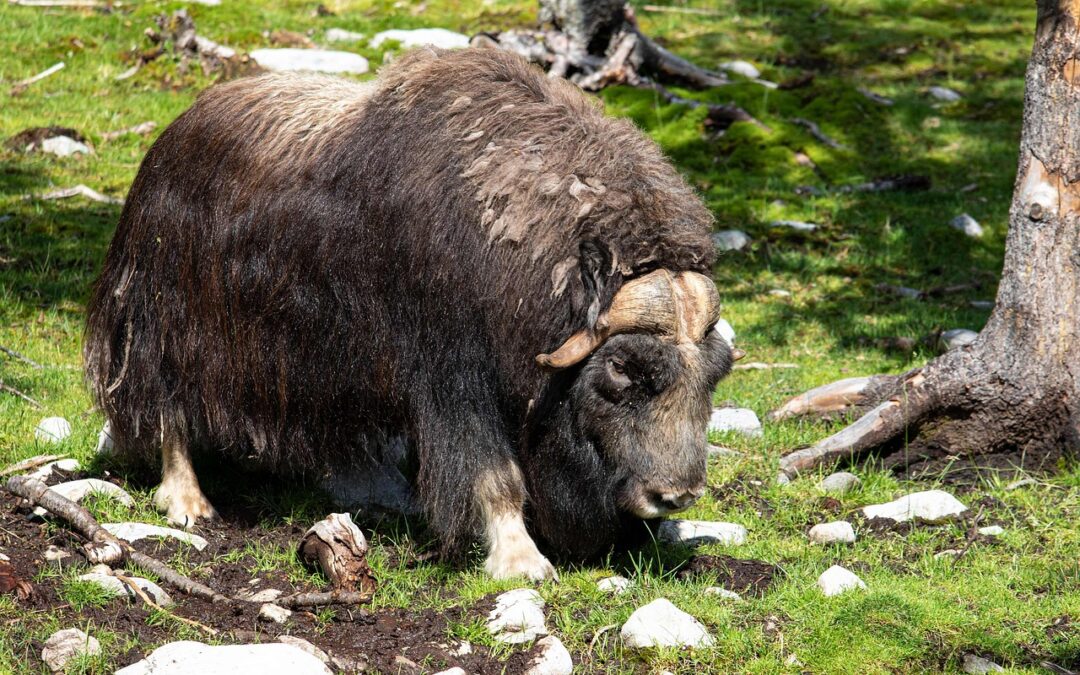 “Astrology And Enlightenment” – Embracing Your Inner Ox: A Journey…