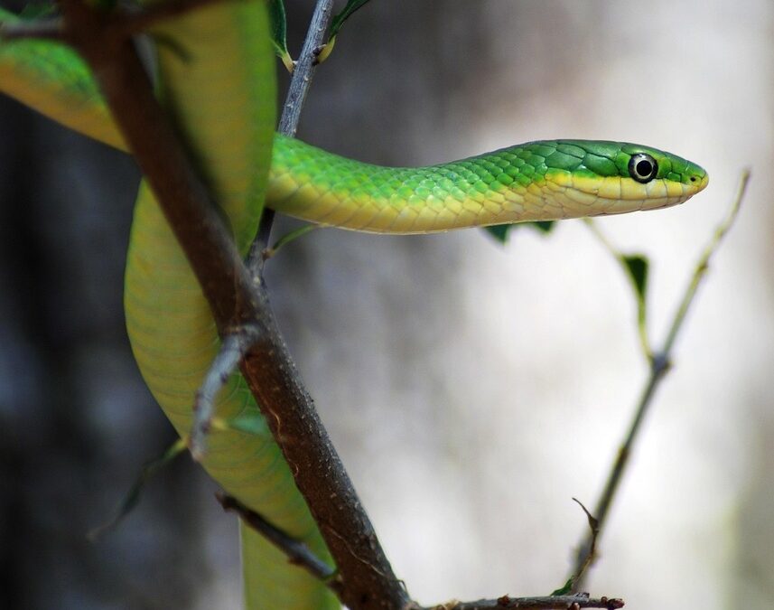 “Astrology And Enlightenment” | Unraveling The Cosmic Serpent: Astrology, Enlightenment,…