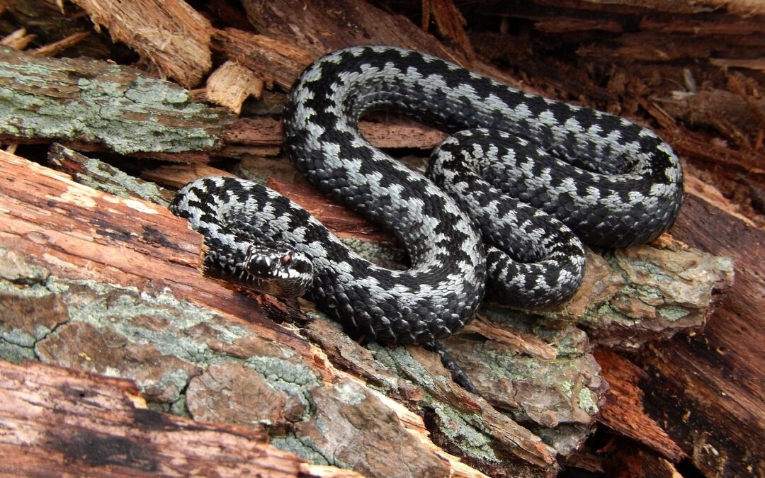 “Awaken Your Zodiac Spirit” | Unleash Your Inner Serpent: Awakening…
