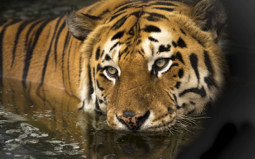 “Celestial Wisdom For Life Navigation” | Unleash Your Inner Tiger:…