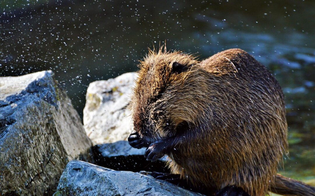 “Cosmic Guide For Self-discovery” | Unleash Your Inner Cosmic Rat:…