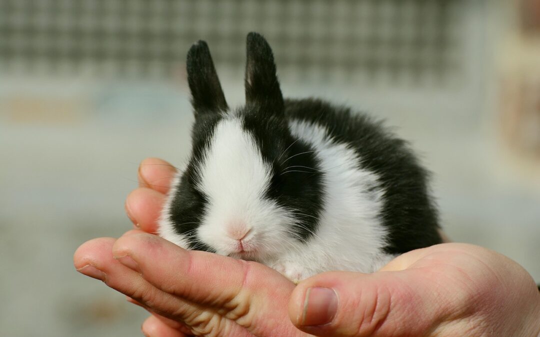 “Cosmic Power Harnessing Techniques”: Unleash Your Inner Bunny Power: Exploring…