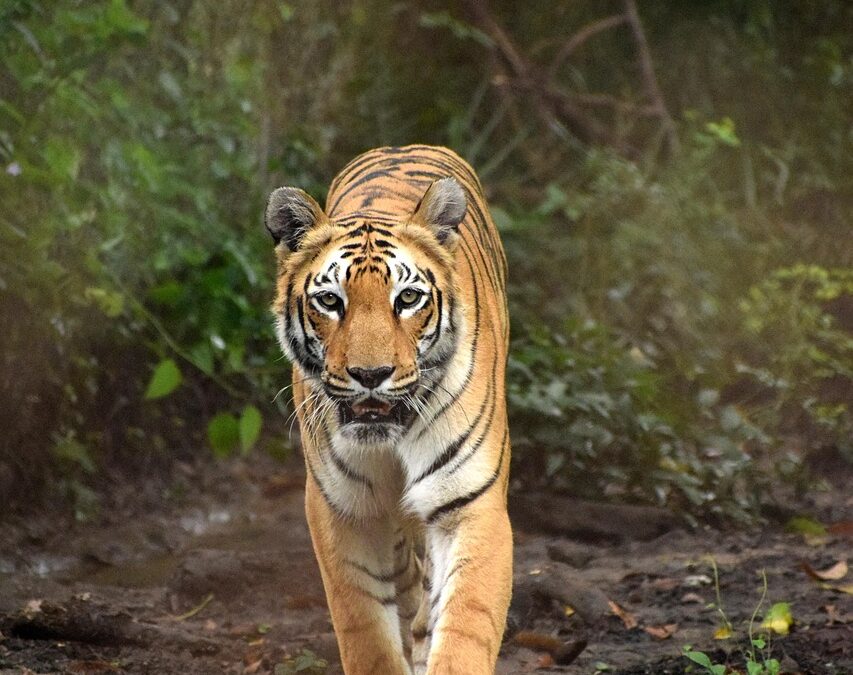 “Cosmic Self-discovery Guide” – Unleash Your Inner Tiger: A Cosmic…