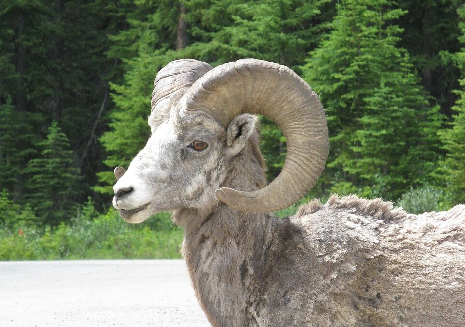 “Discover Your Astrological Essence” » Unlocking Your Inner Goat: A…