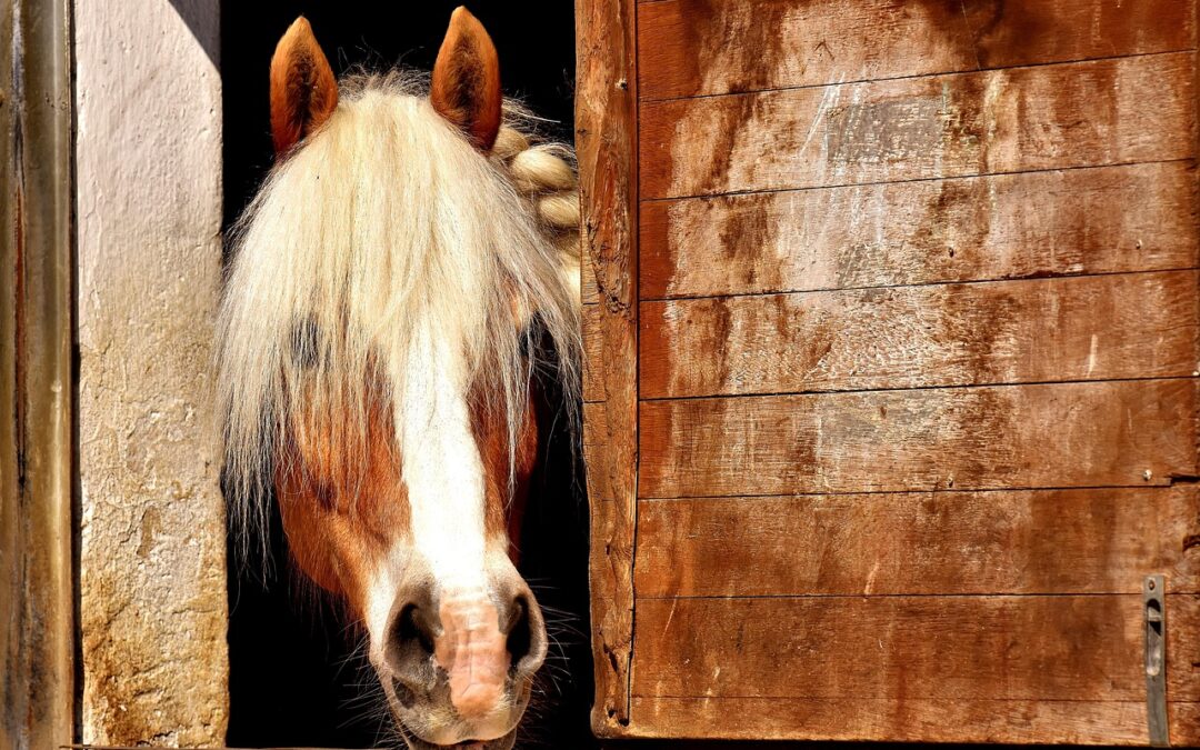 “Discovering Star Mysteries With Astrology”: Stargazing And Your Horse: Unlocking…
