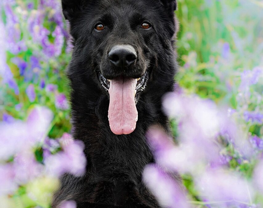 “Discovering True Self With Astrology” – Unlocking Your Dog’s Destiny:…