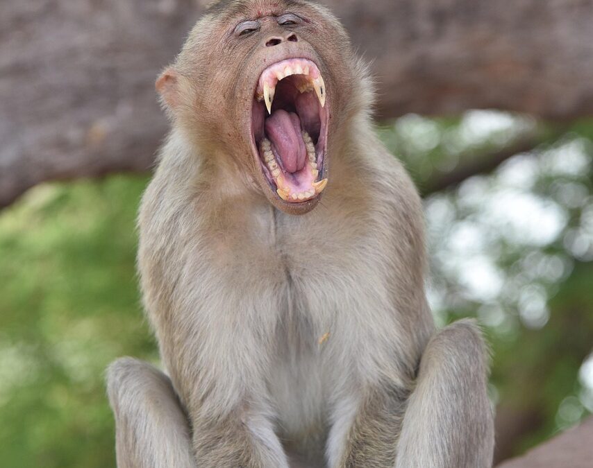 “Discovering True Self With Astrology” – Unlocking Your Inner Monkey:…