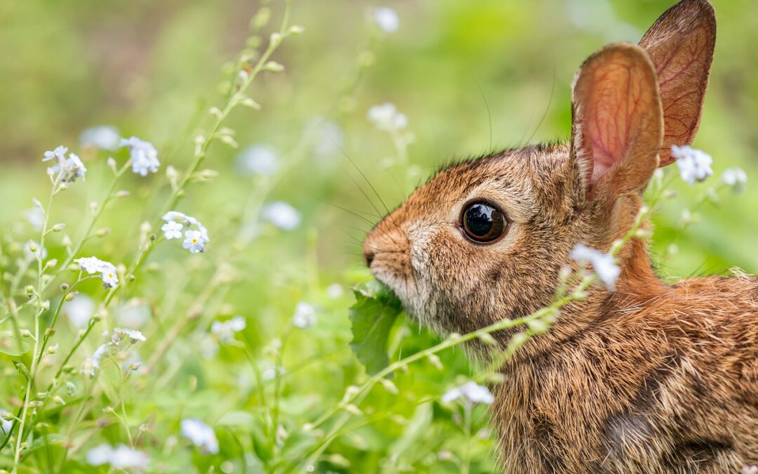 “Enlightenment Through Zodiac Signs” ~ Unveiling Your Inner Rabbit: Enlightenment…