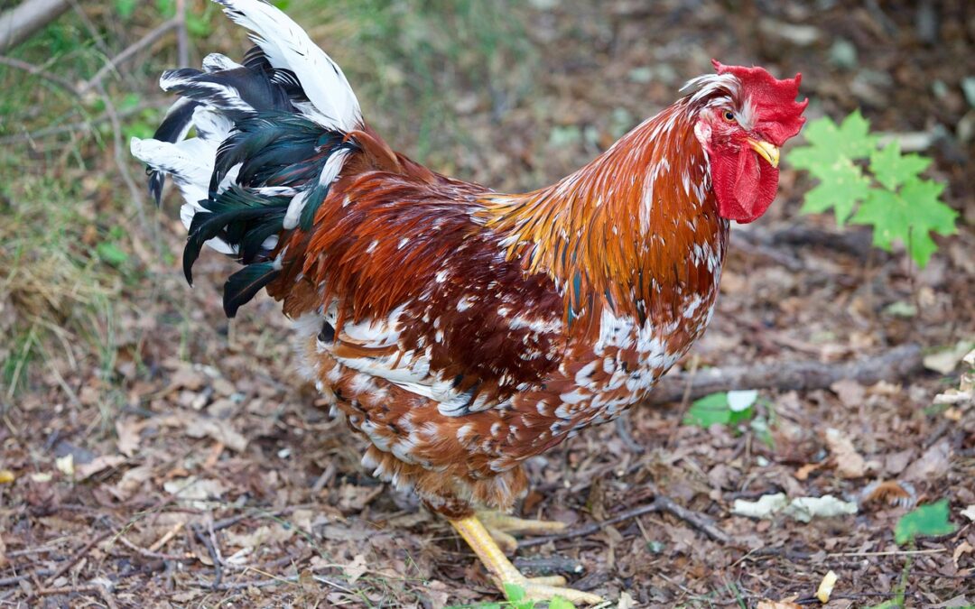 “Finding Your Cosmic Destiny Path” » Unleash Your Inner Rooster:…