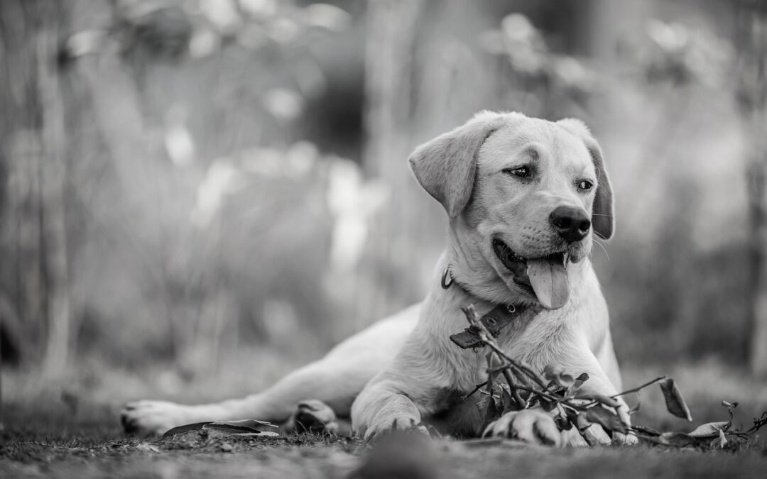 “How Stars Reveal Your True Self” » Unlocking Your Dog’s…