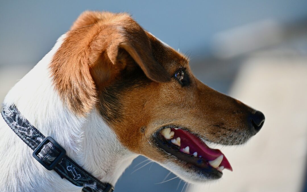 “Steps To Align With Cosmic Destiny” – Unlocking Your Dog’s…