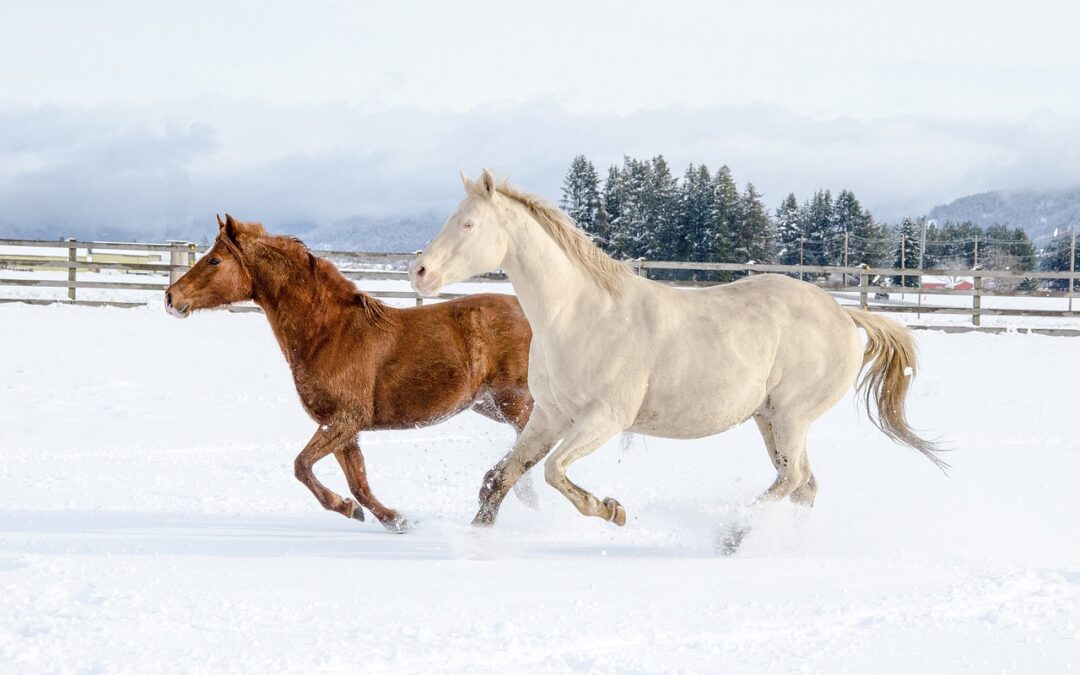 “Unlocking Star Mysteries” » Horse Whispers: Secrets Of The Night…
