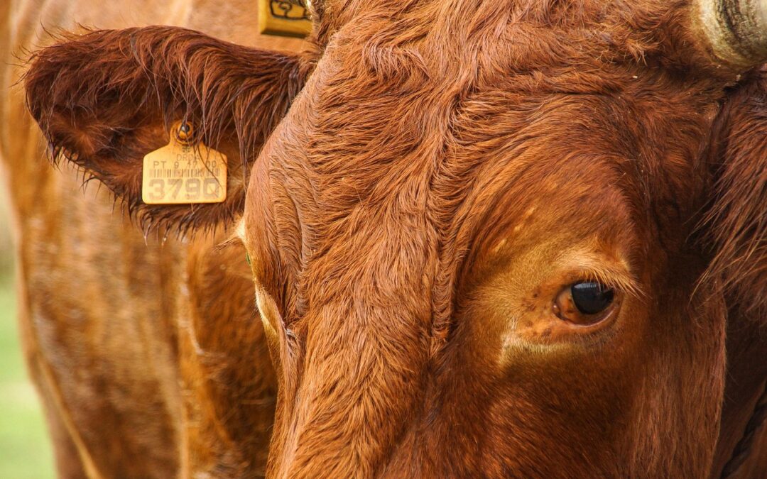“Using Astrology To Navigate Life” | Unleash Your Inner Ox:…