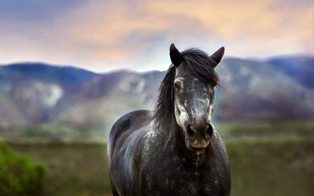 “Astrological Cosmic Journey Guide” ~ Your Horse’s Cosmic Journey: A…