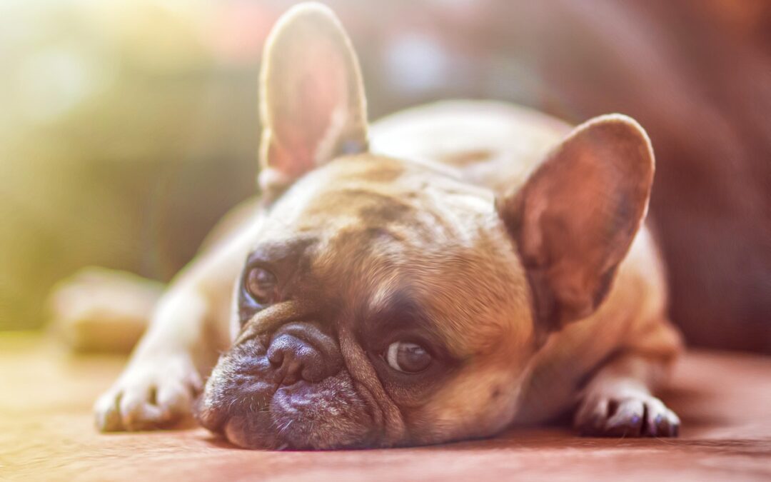 “Astrological Insights For Future Success” » Unleashing Your Dog’s Destiny:…