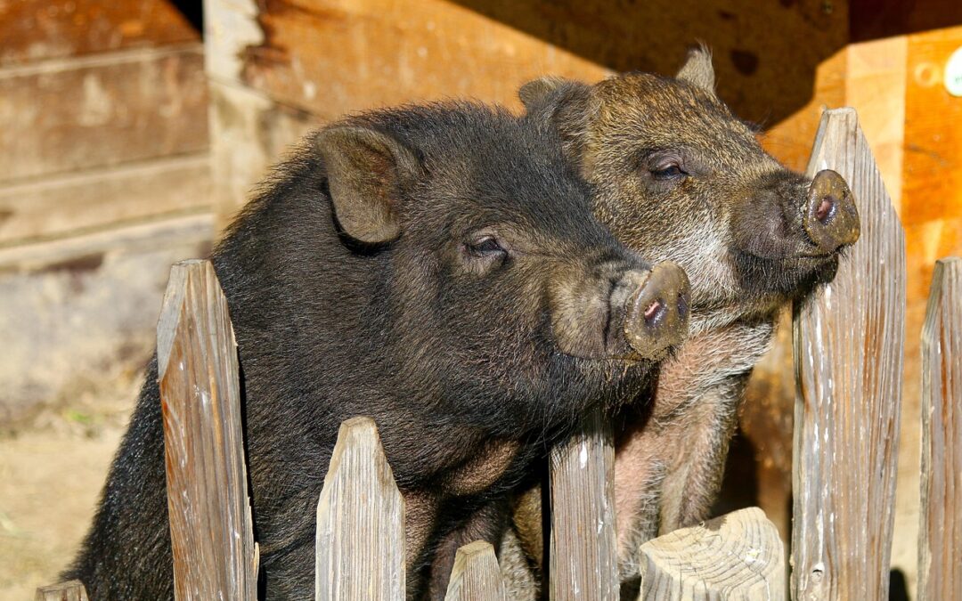 “Astrological Self-discovery Techniques”: Unlock Your Inner Pig: A Journey Of…