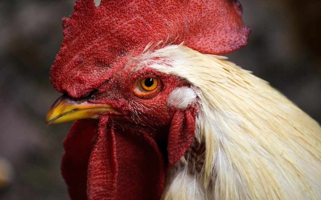 “Astrological Self-discovery Techniques” | Unleash Your Inner Rooster: A Guide…