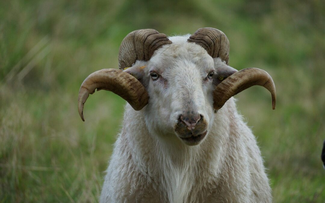 “Astrological Wisdom For Daily Life” » Unlocking Your Inner Capricorn:…