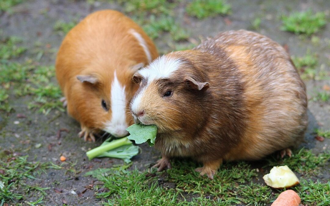 “Astrology And Enlightenment” – Unleash Your Inner Pig: Astrology And…