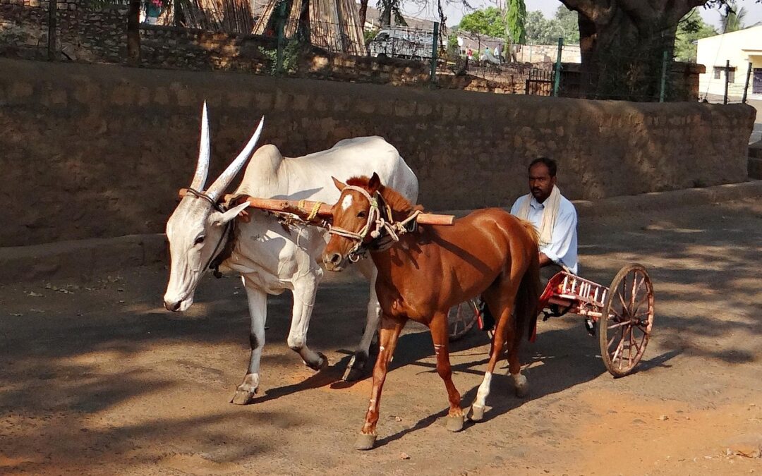 “Astrology And Self-discovery Journey” ~ Unveiling Your Inner Ox: A…