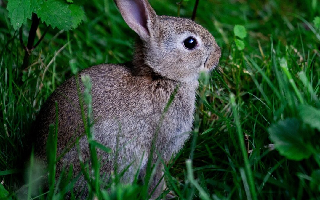 “Astrology And Self-discovery Journey” / Unveiling Your Inner Rabbit: Astrology,…