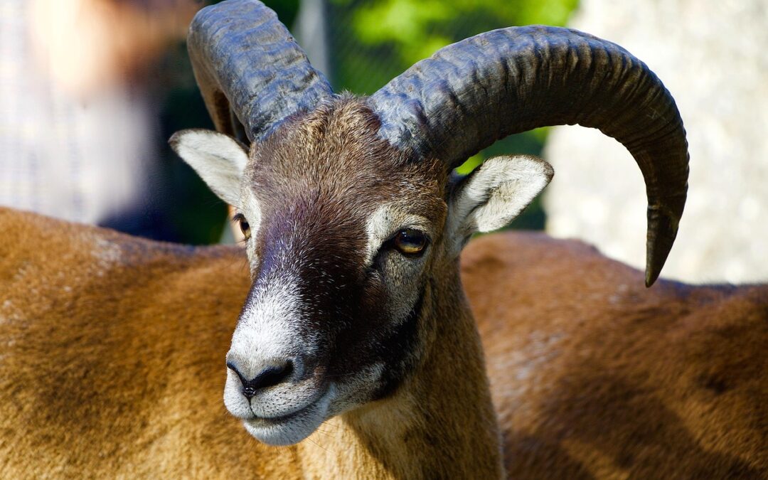 “Awaken Your Zodiac Spirit” ~ Unleash Your Inner Ram: Awaken…