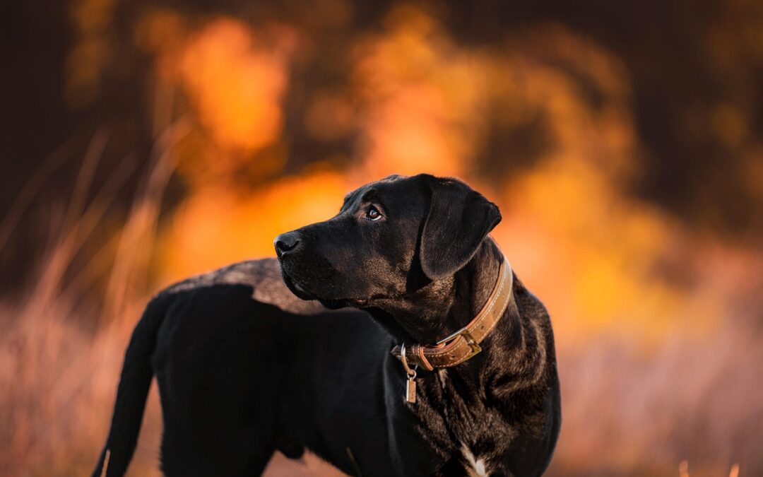 “Connect With The Universe Within”: Unleash Your Inner Cosmic Canine:…