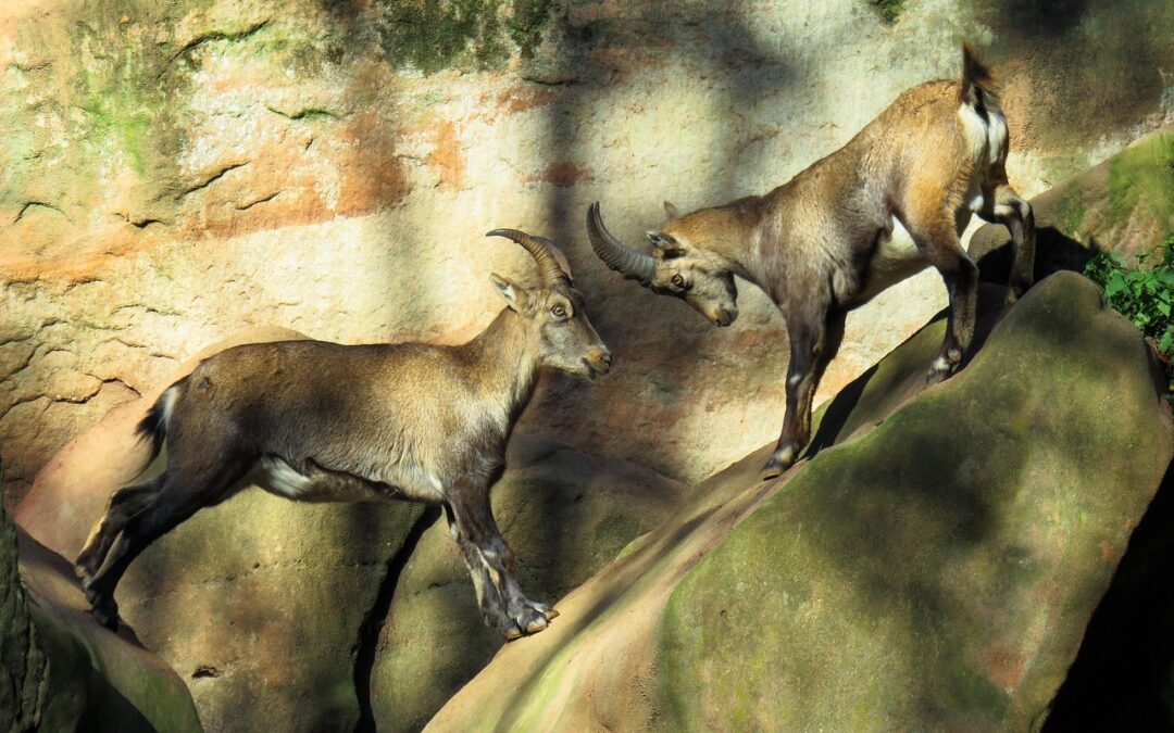 “Cosmic Self-discovery Guide” » Unveiling Your Cosmic Potential: A Capricorn’s…