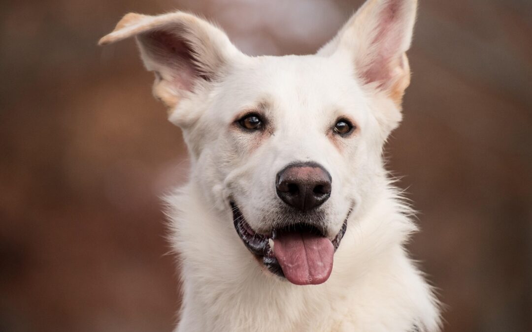 “Discover Your Astrological Essence”: Unleash Your Dog’s Inner Star: Discover…