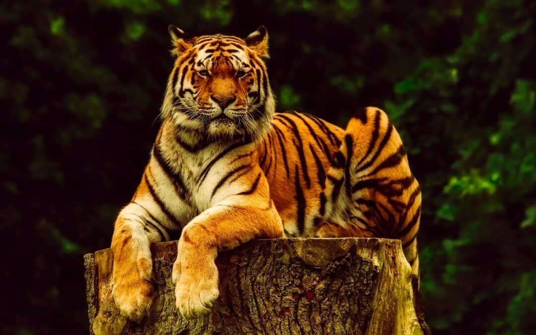 “Discover Your Astrological Essence” / Unlocking Your Inner Tiger: A…