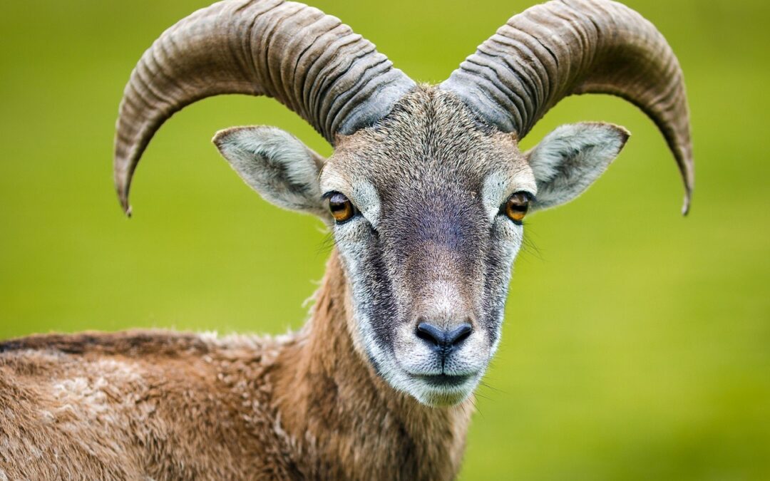 “Discovering True Self With Astrology” ~ Unveiling Your Capricorn Soul:…