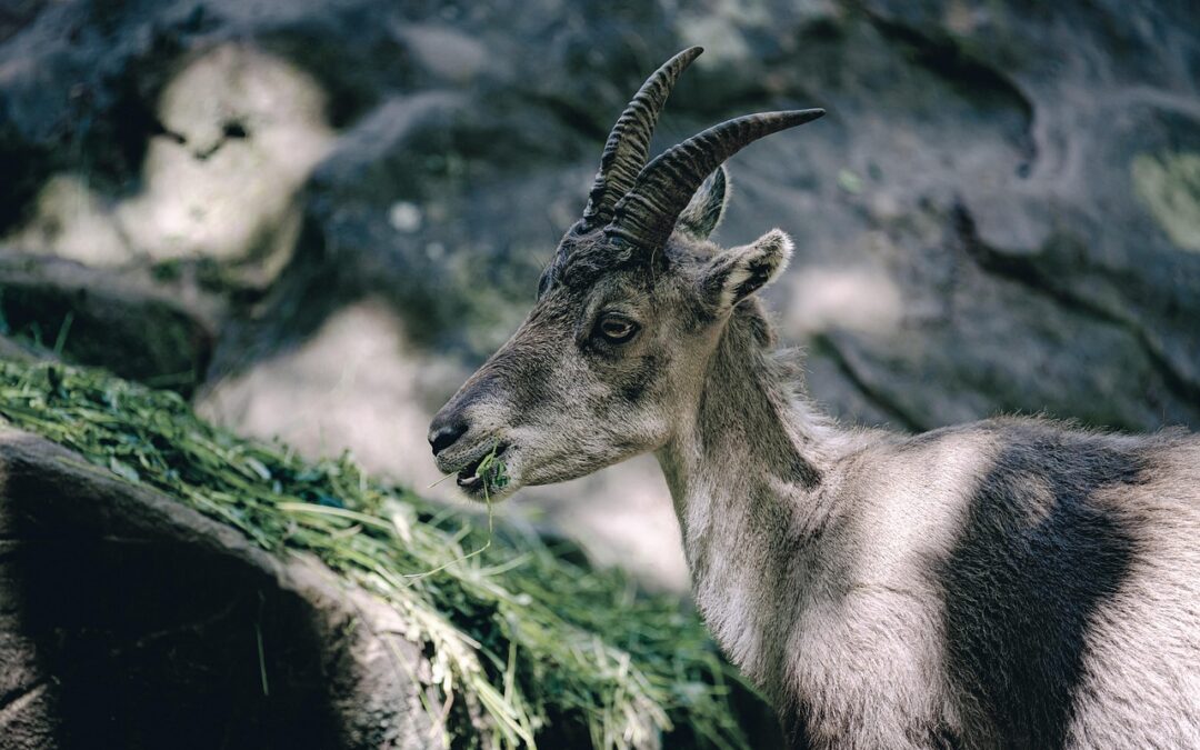 “Discovering Zodiac Mysteries” » Dive Into The Secrets Of The…