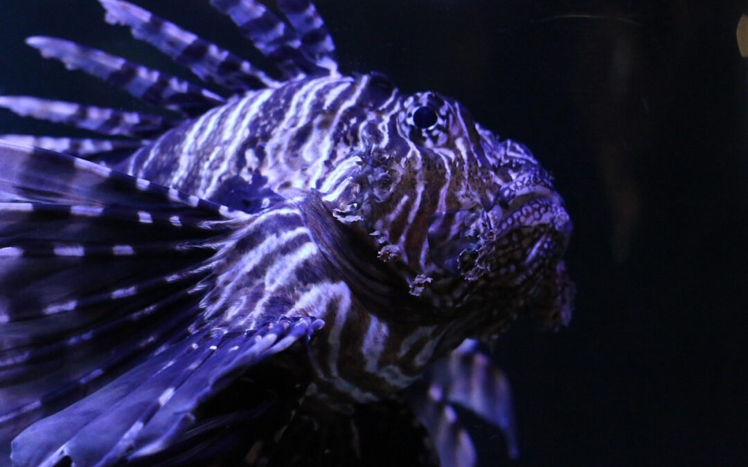 “Exploring Zodiac Wonders” | Dive Into The Cosmic Wonders: A…