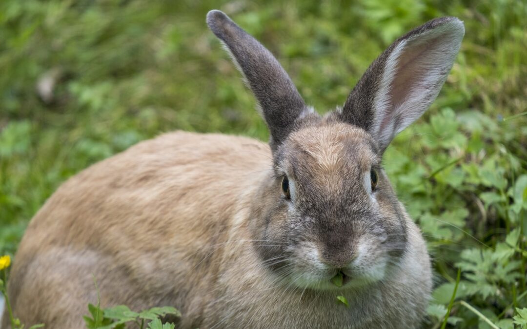 “Finding Your Cosmic Destiny Path” ~ Unleash Your Inner Rabbit:…
