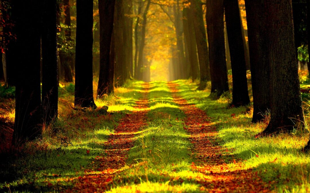 Finding Your Cosmic Destiny Path » Unleash Your Inner Tiger:…