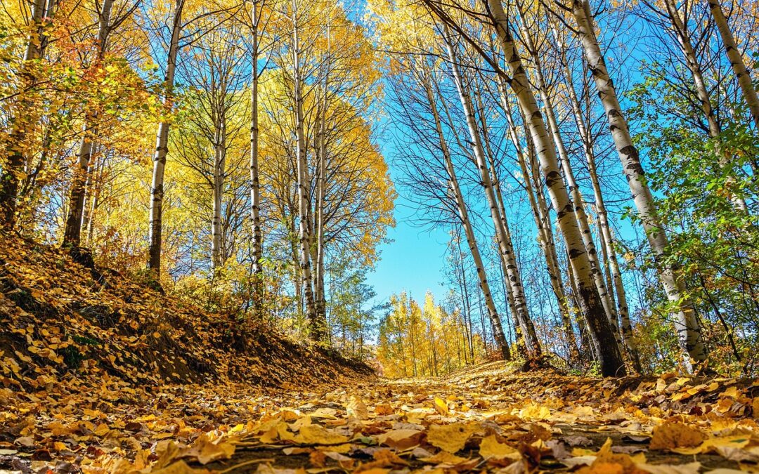 “Finding Your Cosmic Destiny Path” ~ Embark On Your Cosmic…