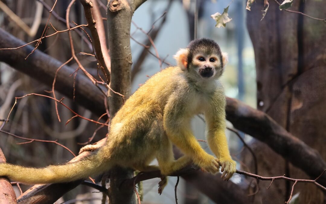 “Harness Your Star-Driven Power” » Unleash Your Inner Monkey: The…