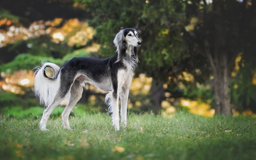 “How Astrology Can Brighten Your Future” ~ Unleash Your Dog’s…