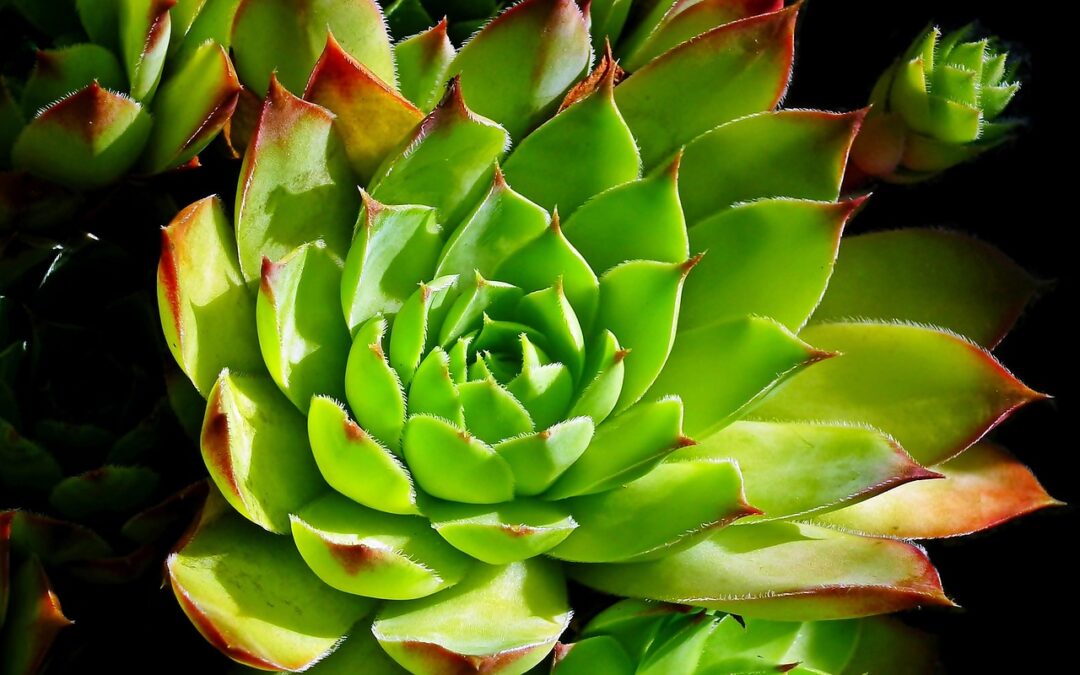 How Can You Use The Universe’s Power For Growth? -…