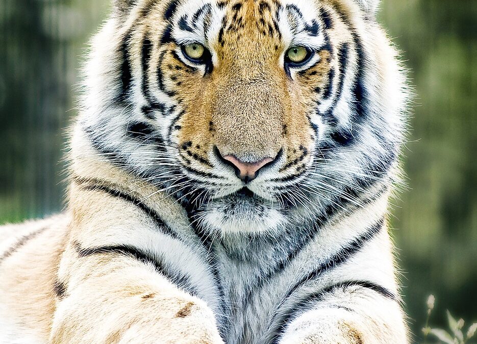 “How To Harness Cosmic Energy” ~ Unleash Your Inner Tiger:…