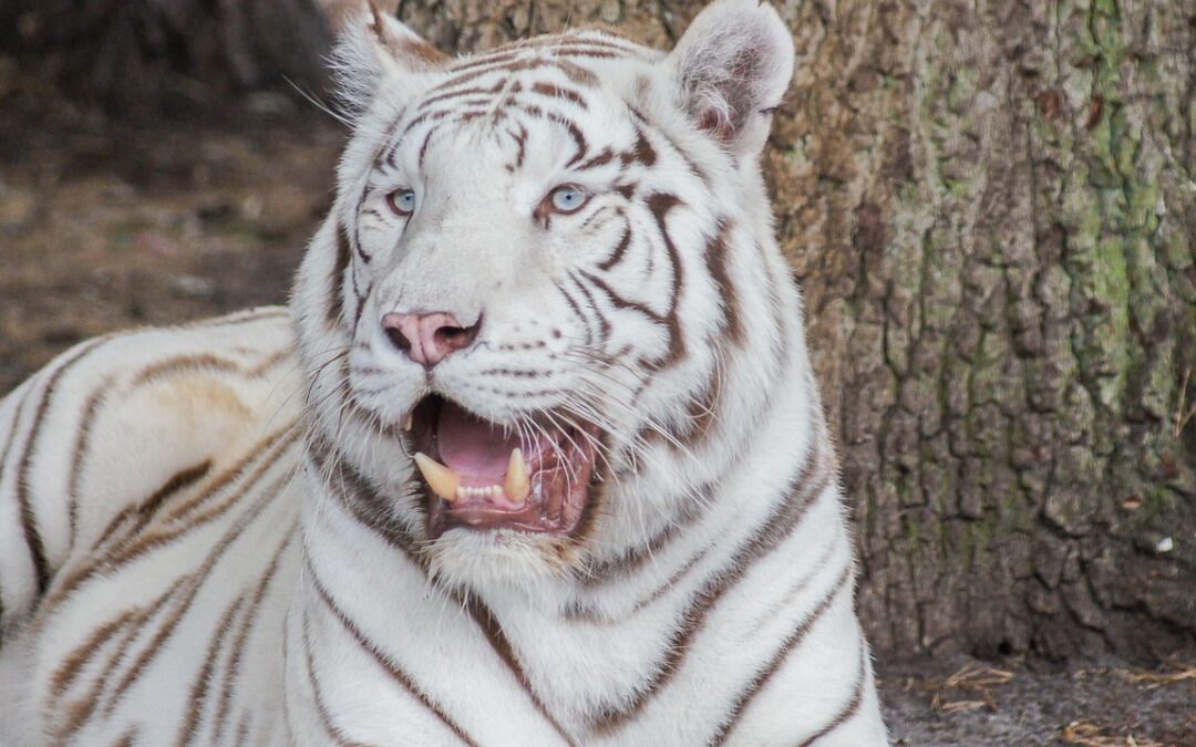 “Illuminate Your Cosmic Self” – Unleash Your Inner Cosmic Tiger:…