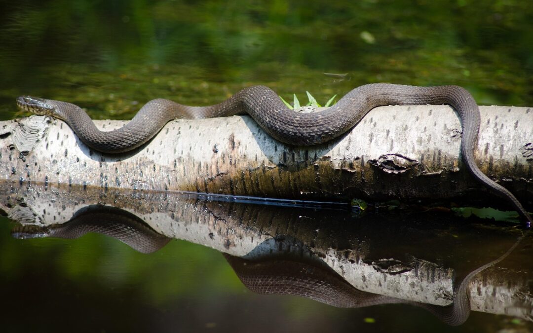 “Unleashing The Power Of The Universe” – 🐍 Unlocking The…