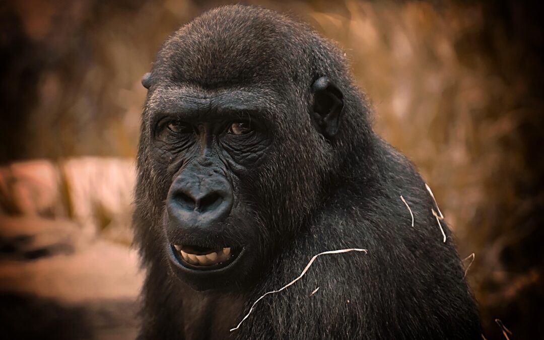 “Unlocking Star Mysteries” » A Monkey’s Guide To Unlocking Star…