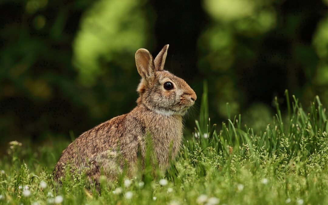 “Using Astrology To Navigate Life” » Unlock Your Inner Rabbit:…